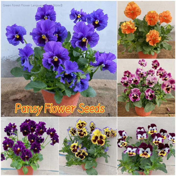 Picture of Global mix Pansy-Swiss Giant Mix color Flowers Seeds 30 pices seeds