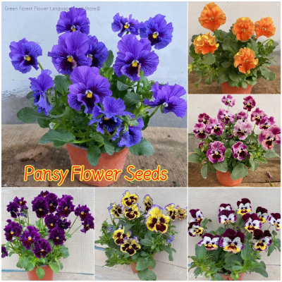 Picture of Global mix Pansy-Swiss Giant Mix color Flowers Seeds 30 pices seeds