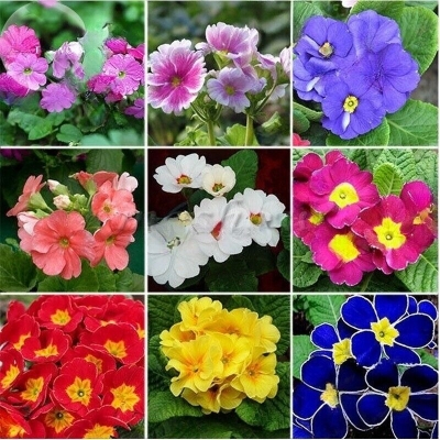 Picture of Mix Primrose flower Hybrid seeds 20 pices seeds