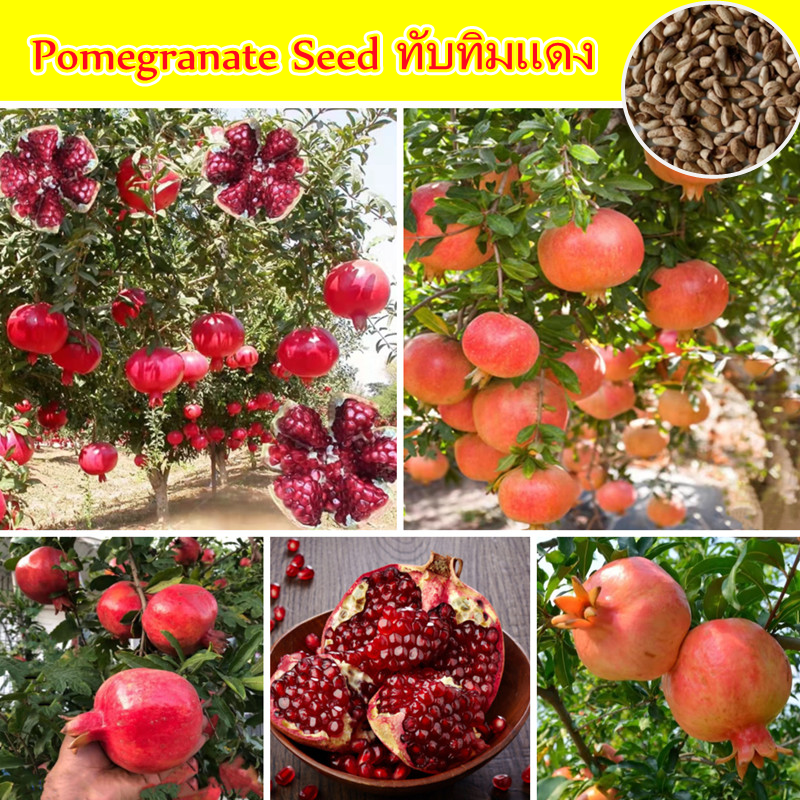 Picture of Organci Giant Red Bonsai Vedana Seeds - 20 Pcs Seeds
