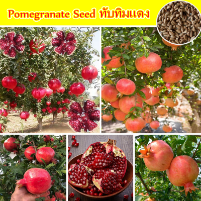 Picture of Organci Giant Red Bonsai Vedana Seeds - 20 Pcs Seeds