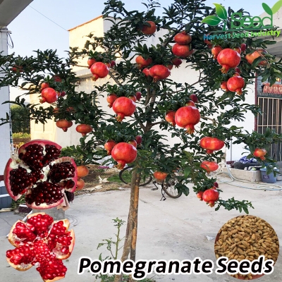Picture of Organci Giant Red Bonsai Vedana Seeds - 20 Pcs Seeds