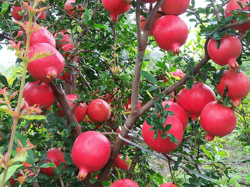 Picture of Organci Giant Red Bonsai Vedana Seeds - 20 Pcs Seeds