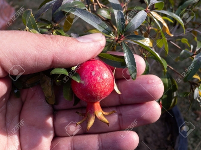 Picture of Organci Giant Red Bonsai Vedana Seeds - 20 Pcs Seeds