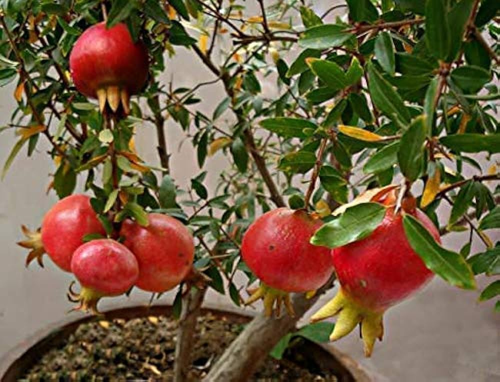 Picture of Organci Giant Red Bonsai Vedana Seeds - 20 Pcs Seeds