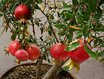 Picture of Organci Giant Red Bonsai Vedana Seeds - 20 Pcs Seeds
