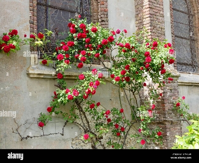 Picture of Perennial Climbing Pure Red Rose - 5 Pcs Seeds