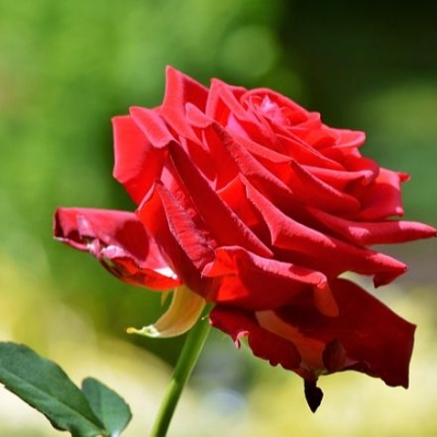 Picture of Perennial Climbing Pure Red Rose - 5 Pcs Seeds