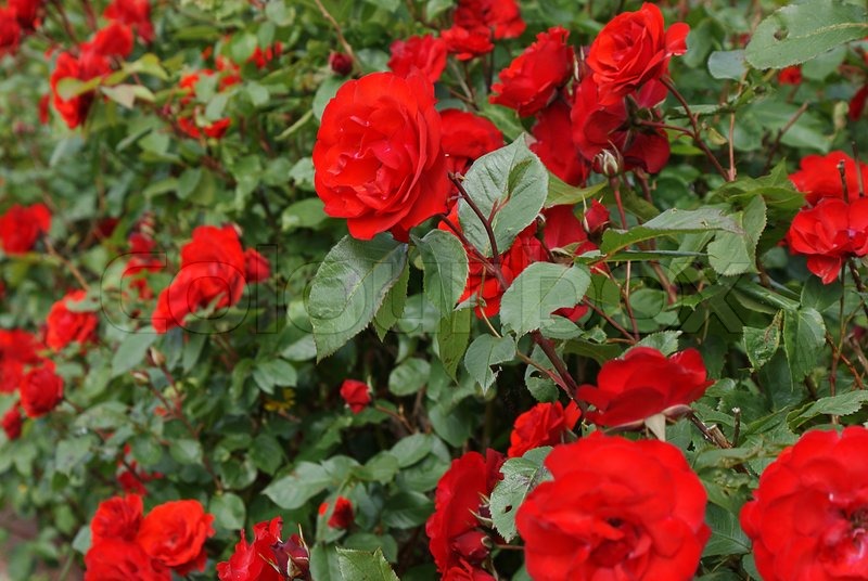 Picture of Perennial Climbing Pure Red Rose - 5 Pcs Seeds