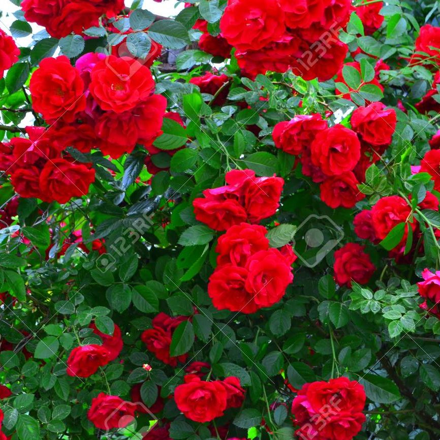Picture of Perennial Climbing Pure Red Rose - 5 Pcs Seeds