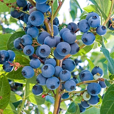 Picture of Imported Sweet Blueberry Seeds - 10 Pcs Seeds