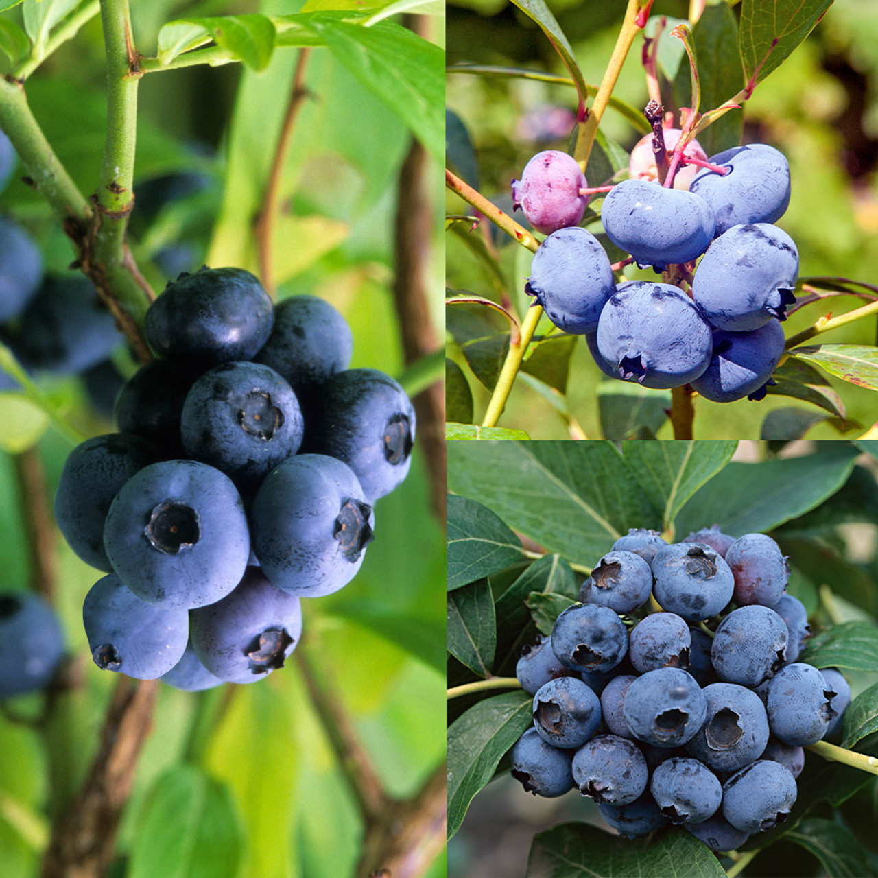 Picture of Imported Sweet Blueberry Seeds - 10 Pcs Seeds