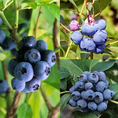 Picture of Imported Sweet Blueberry Seeds - 10 Pcs Seeds