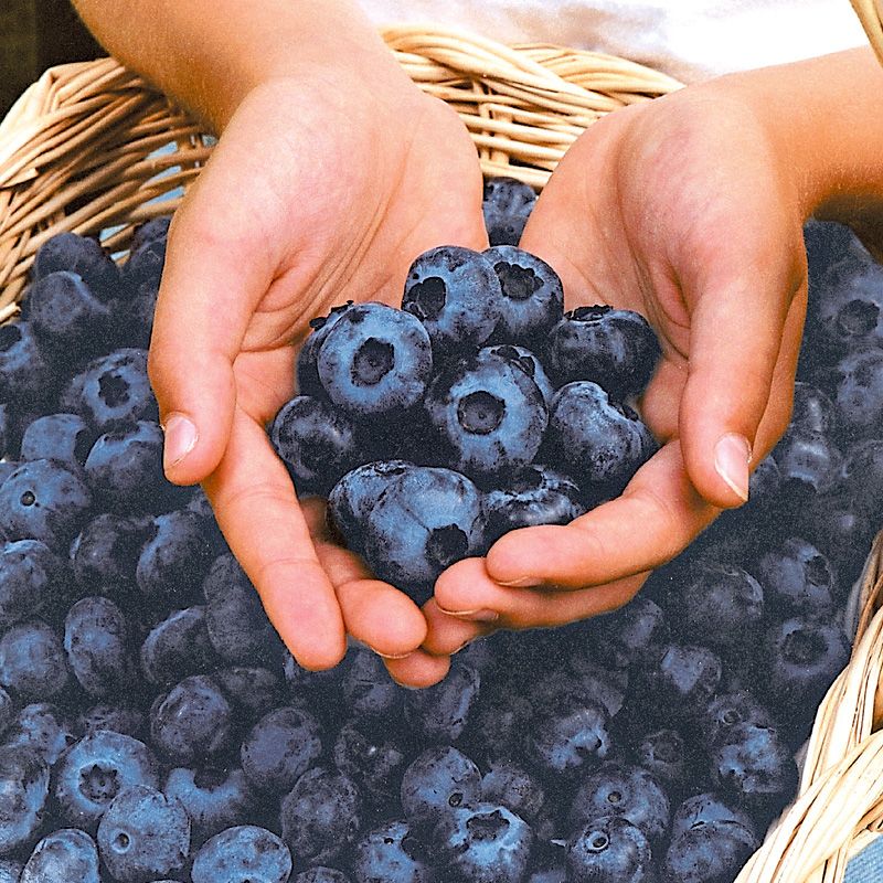 Picture of Imported Sweet Blueberry Seeds - 10 Pcs Seeds