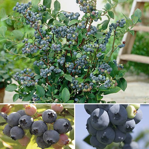 Picture of Imported Sweet Blueberry Seeds - 10 Pcs Seeds