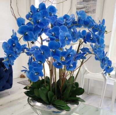 Picture of Imported Beautiful Pure Blue Cymbidium orchid Seeds - 10 Pcs Seeds
