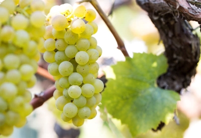 Picture of All Season French chardonnay Grape 20 Pcs Seeds