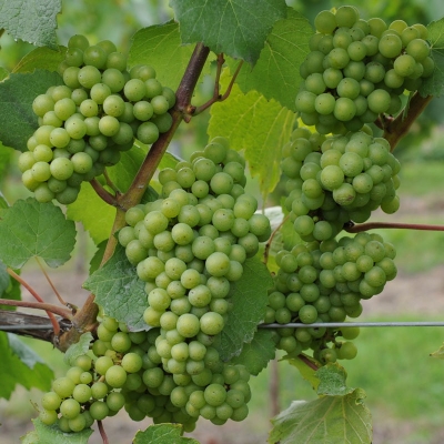 Picture of All Season French chardonnay Grape 20 Pcs Seeds