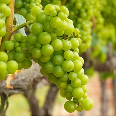 Picture of All Season French chardonnay Grape 20 Pcs Seeds