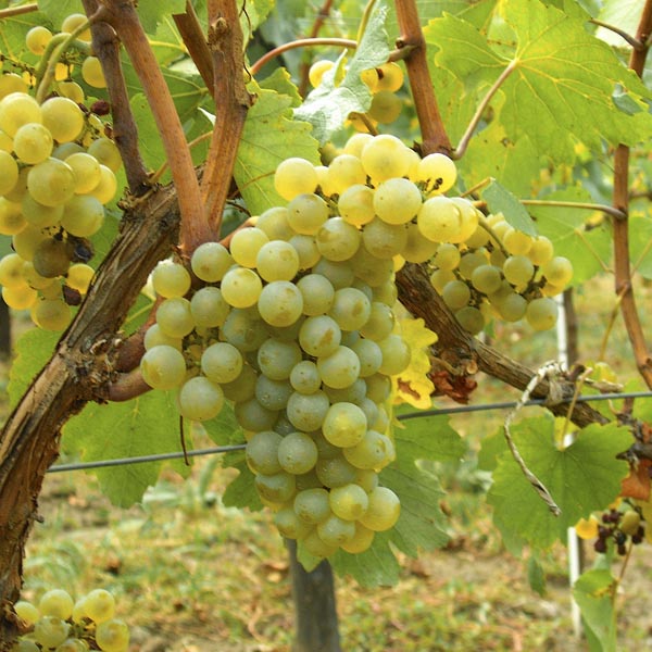Picture of All Season French chardonnay Grape 20 Pcs Seeds
