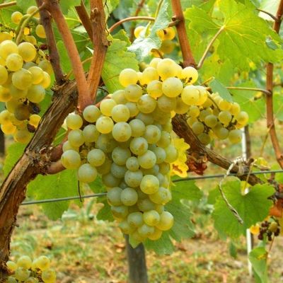 Picture of All Season French chardonnay Grape 20 Pcs Seeds