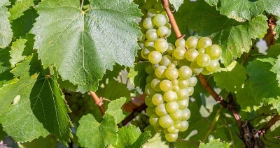 Picture of All Season French chardonnay Grape 20 Pcs Seeds