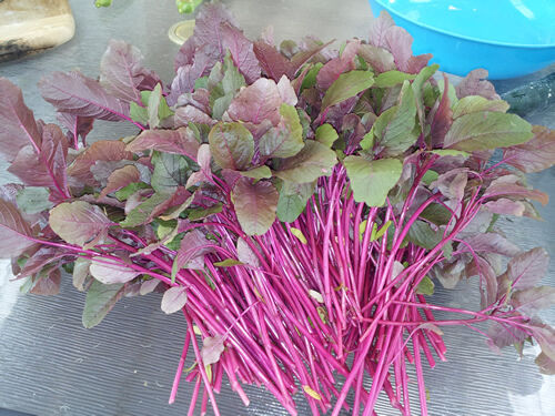Picture of Deshi Lal Sakh/ Red Amaranth Seeds 500 pcs Seeds
