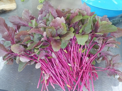 Picture of Deshi Lal Sakh/ Red Amaranth Seeds 500 pcs Seeds