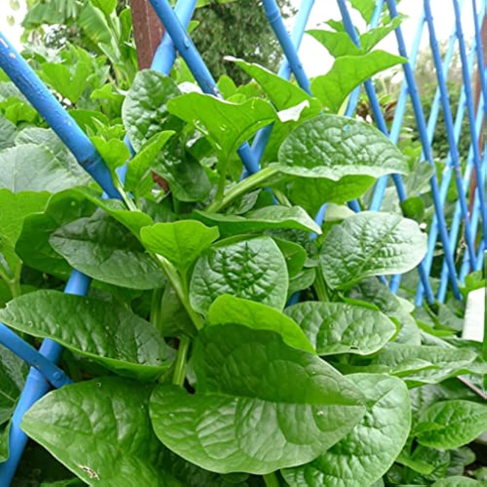 Picture of organic Deshi Sweet Puishak seeds 50 pieces seeds