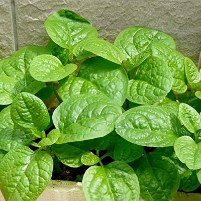 Picture of organic Deshi Sweet Puishak seeds 50 pieces seeds