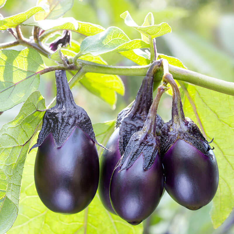 Picture of 3type Mix Black Fast Growing Good Looking Eggplant Brinjal Begun Seeds - 30 seeds