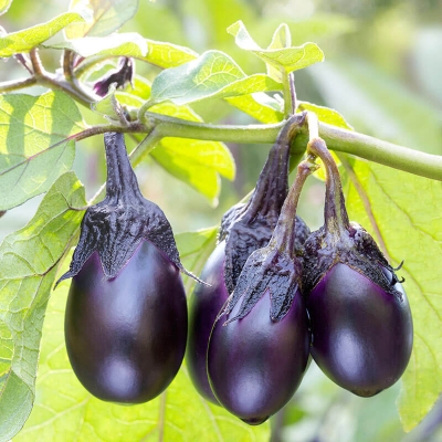 Picture of 3type Mix Black Fast Growing Good Looking Eggplant Brinjal Begun Seeds - 30 seeds