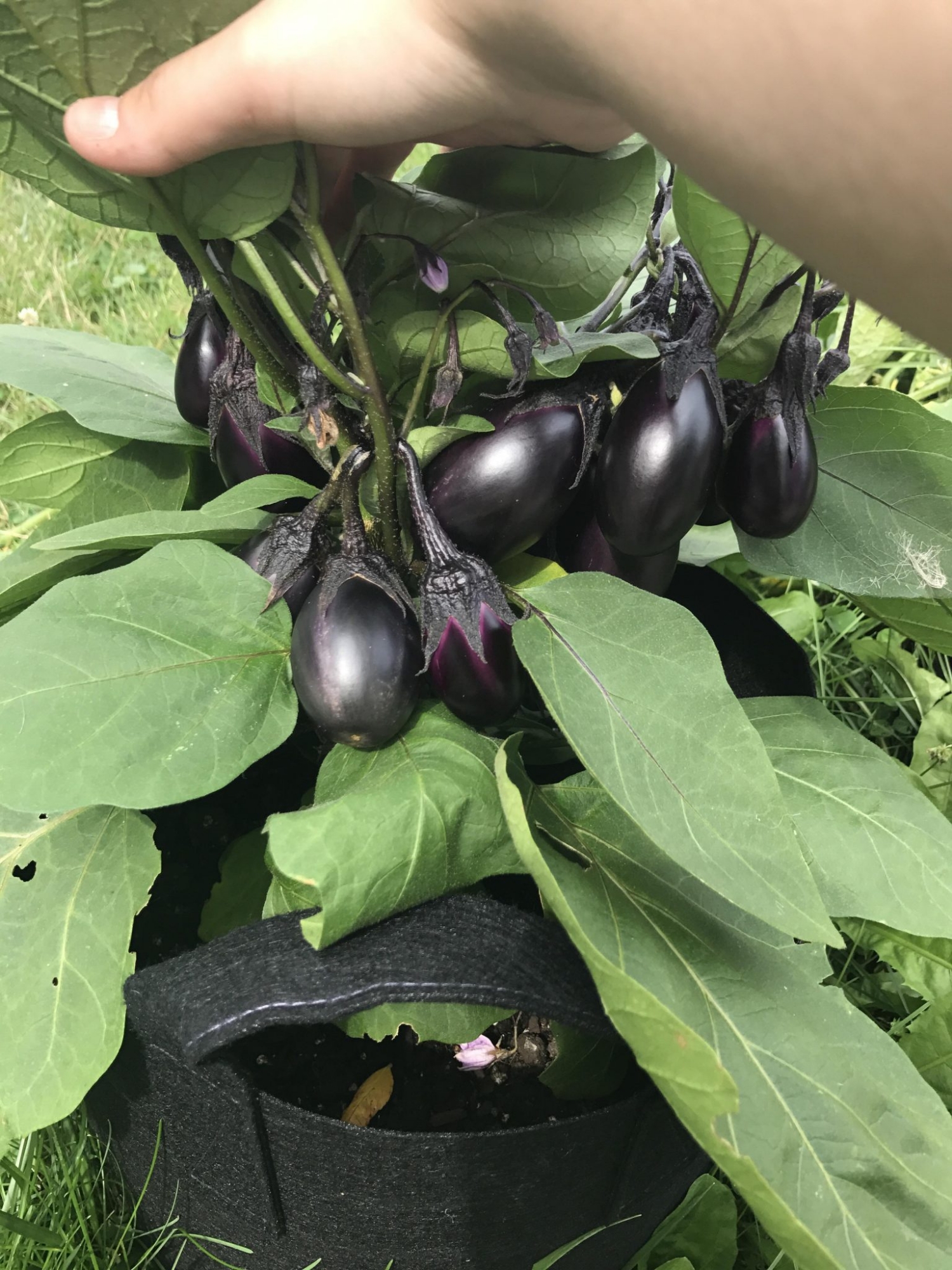 Picture of 3type Mix Black Fast Growing Good Looking Eggplant Brinjal Begun Seeds - 30 seeds