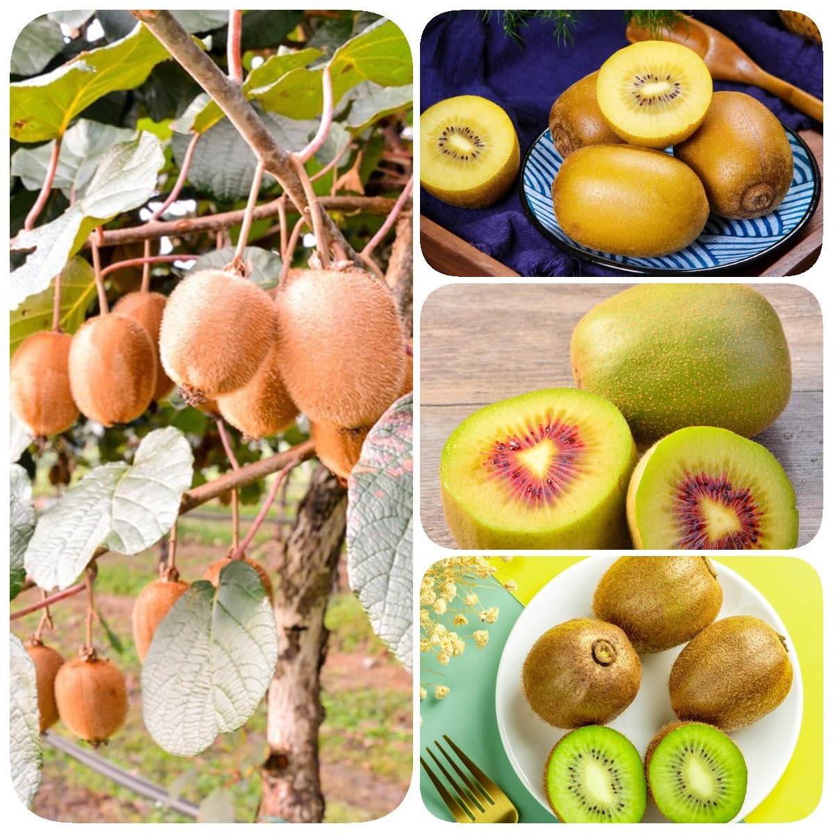 Picture of Imported All Season Global  Mini Kiwi Fruit Bonsai Seeds - 30 Pcs Seeds