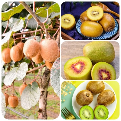 Picture of Imported All Season Global  Mini Kiwi Fruit Bonsai Seeds - 30 Pcs Seeds