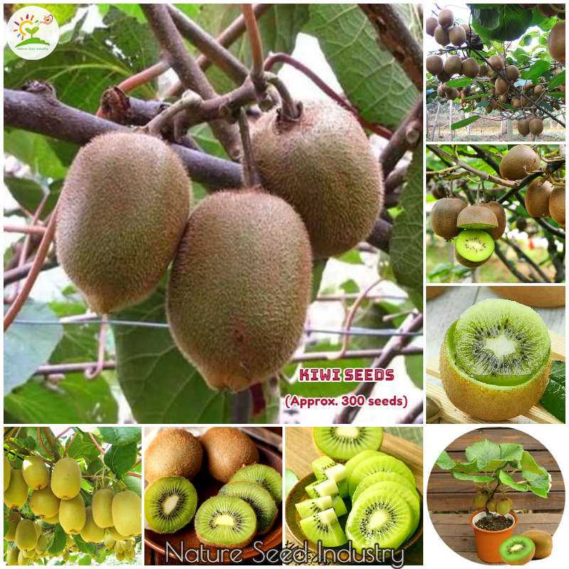 Picture of Imported All Season Global  Mini Kiwi Fruit Bonsai Seeds - 30 Pcs Seeds