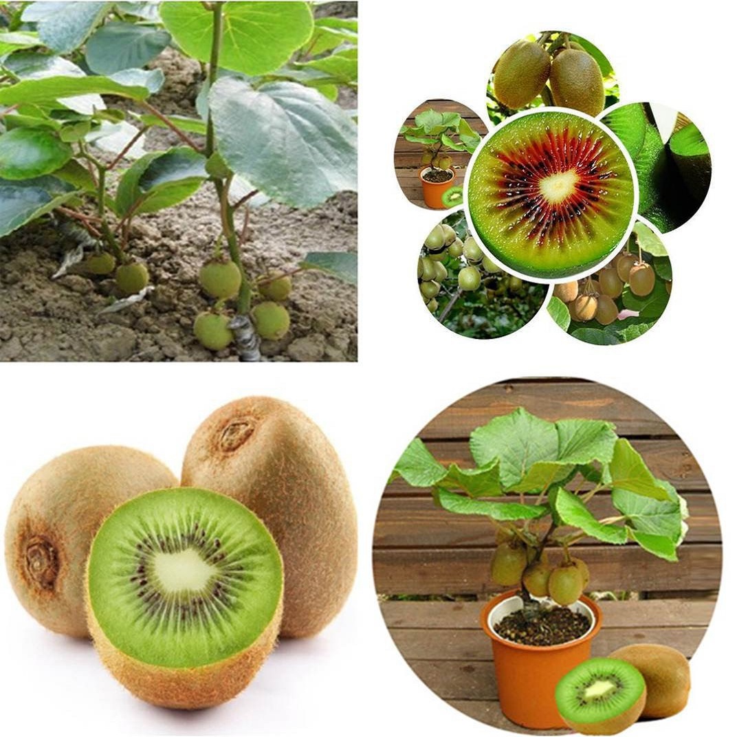 Picture of Imported All Season Global  Mini Kiwi Fruit Bonsai Seeds - 30 Pcs Seeds