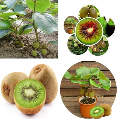 Picture of Imported All Season Global  Mini Kiwi Fruit Bonsai Seeds - 30 Pcs Seeds