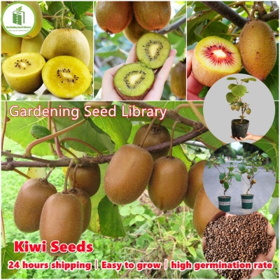 Picture of Imported All Season Global  Mini Kiwi Fruit Bonsai Seeds - 30 Pcs Seeds