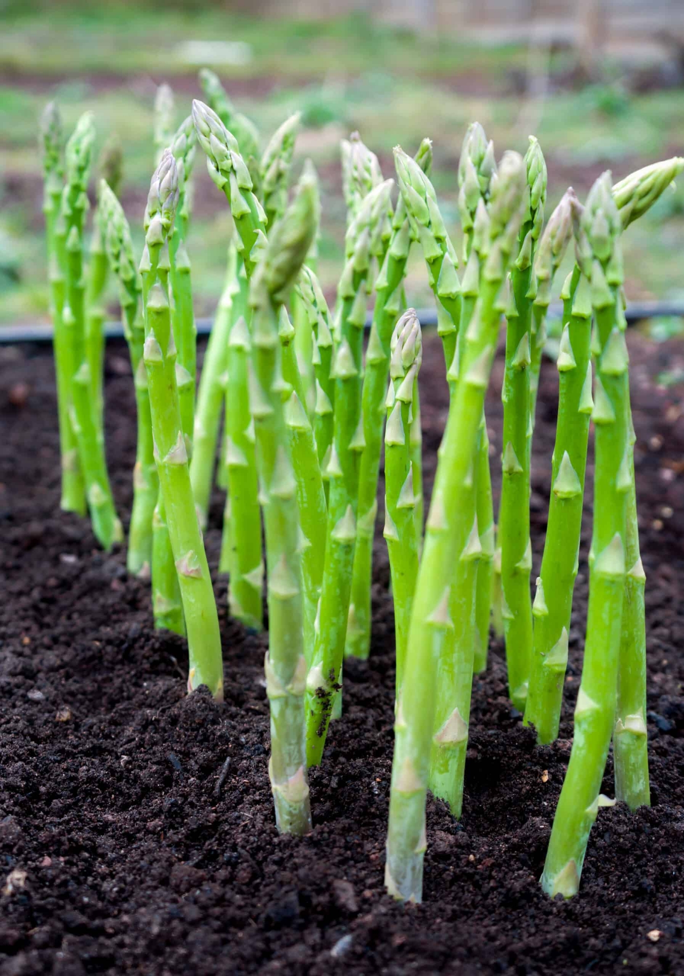 Picture of Global Asparagus Vegetable Seeds - 15 pcs Seeds