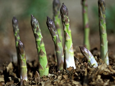 Picture of Global Asparagus Vegetable Seeds - 15 pcs Seeds
