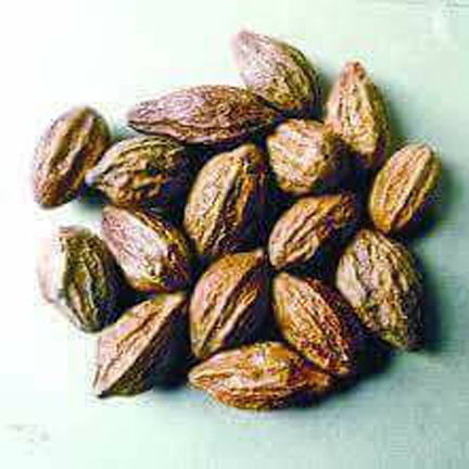 Picture of Deshi Chrysanthemum Tree Seeds -05 pcs (হরিতকি গাছের বীজ))