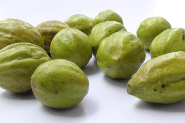 Picture of Deshi Chrysanthemum Tree Seeds -05 pcs (হরিতকি গাছের বীজ))