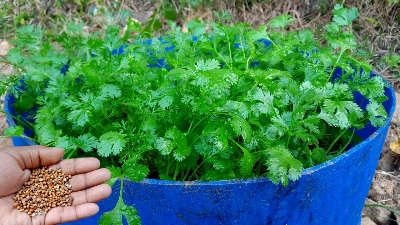 Picture of All Season Hybrid 50 pcs Dhoniya Pata Seeds - 50 Pcs Seeds