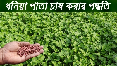 Picture of All Season Hybrid 50 pcs Dhoniya Pata Seeds - 50 Pcs Seeds