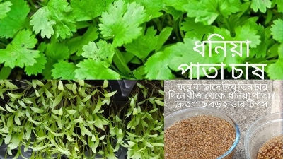 Picture of All Season Hybrid 50 pcs Dhoniya Pata Seeds - 50 Pcs Seeds