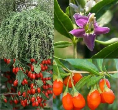 Picture of Sweet Goji berry plants(Wolfberry) Seeds - 20 Pcs Seeds