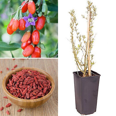 Picture of Sweet Goji berry plants(Wolfberry) Seeds - 20 Pcs Seeds