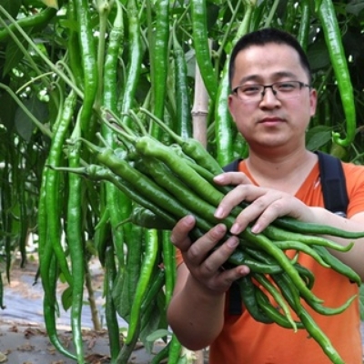 Picture of China Hybrid Confirm green long chili Seed 30 pcs Seeds
