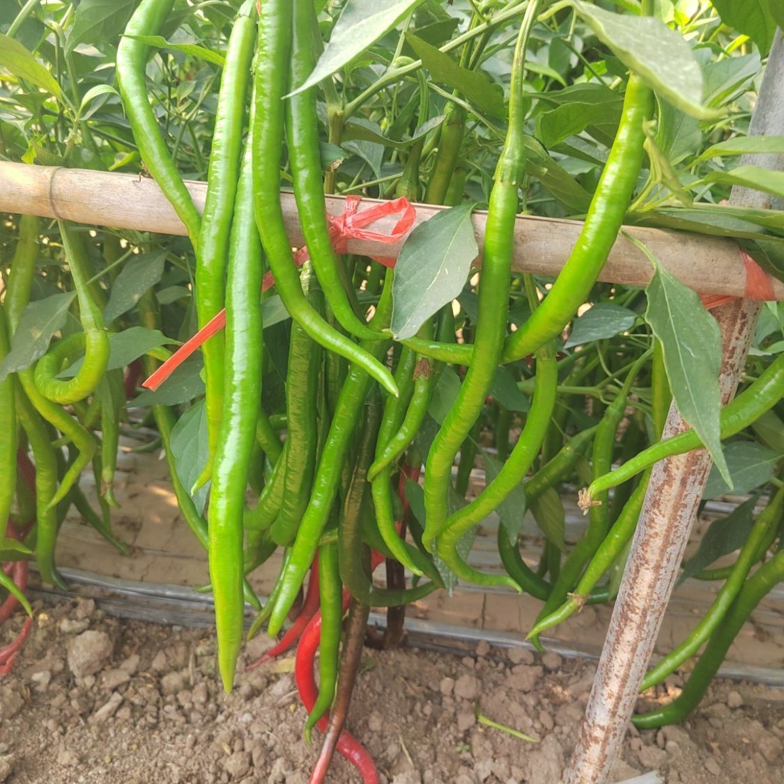 Picture of China Hybrid Confirm green long chili Seed 30 pcs Seeds